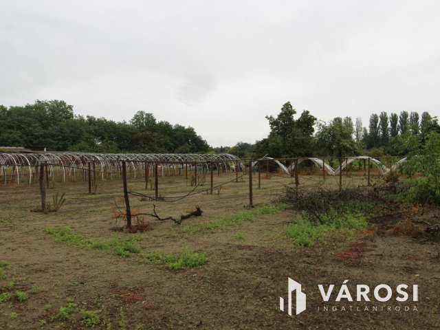 Napfényes mezőgazdasági terület 3000m2-en, Szatymazon eladó