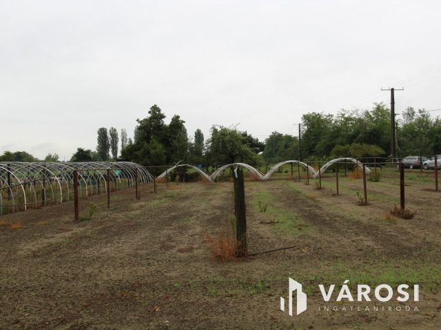 Napfényes mezőgazdasági terület 3000m2-en, Szatymazon eladó