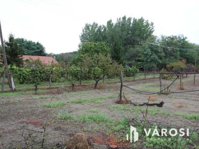Napfényes mezőgazdasági terület 3000m2-en, Szatymazon eladó