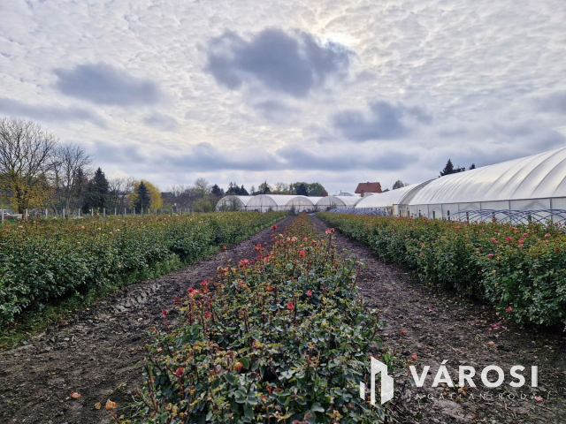 Szeged-Szőregen eladó építési telek