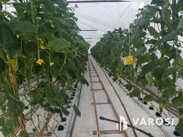 Erdészház utcai gazdaság Eladó