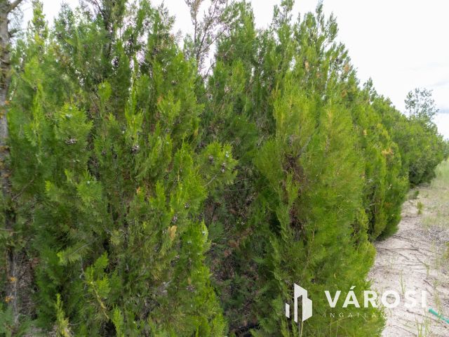 Domaszéki földterület, fákkal díszített