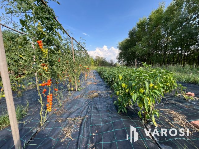 Debreceni 7,5 hektáros tanyagazdaság, csodás környezetben!!!