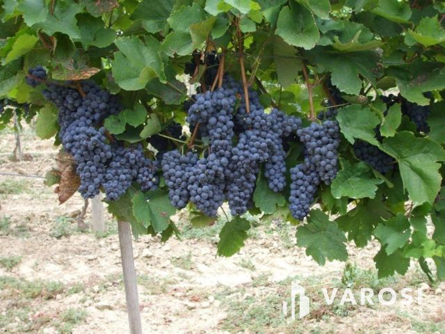 Borkedvelők kőszegi panorámás szőlőse, gyümölcsöse