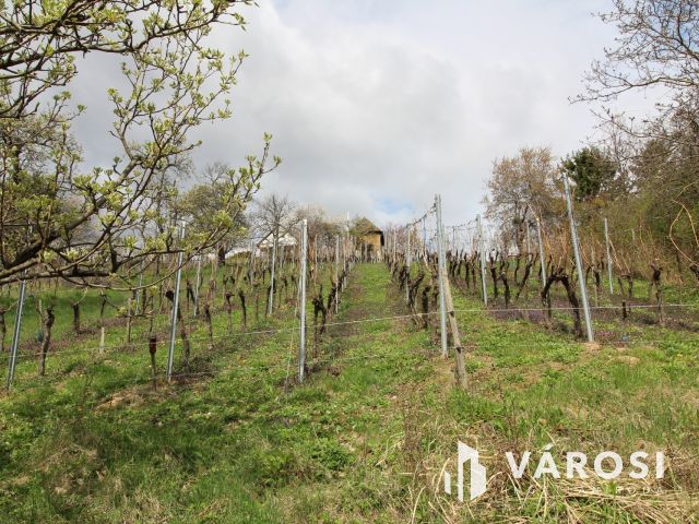 Borkedvelők kőszegi panorámás szőlőse, gyümölcsöse