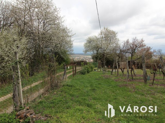 Borkedvelők kőszegi panorámás szőlőse, gyümölcsöse
